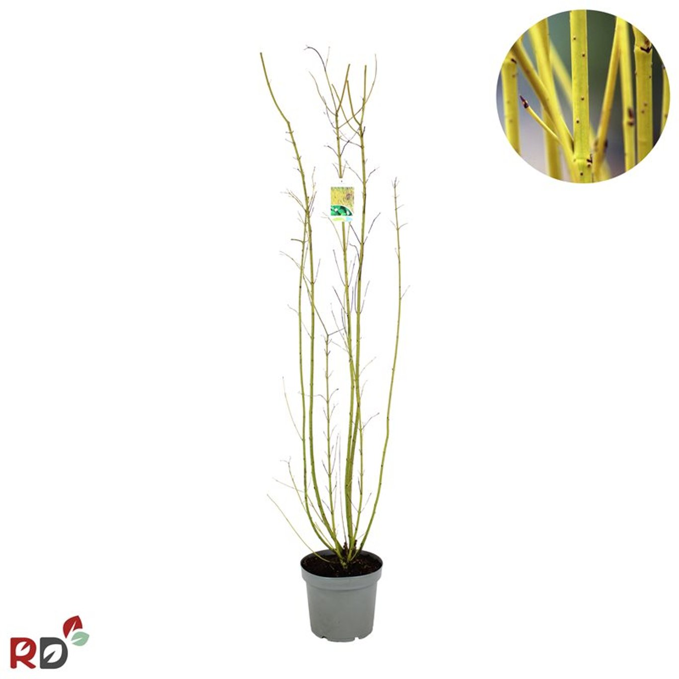 Cornus sericea 'Flaviramea' - C2 100-125 CM